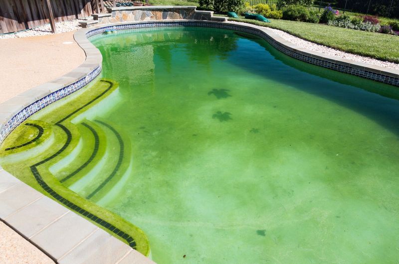 How do you get rid of Pool Algae?